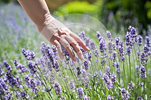 Woman`s hand touching lavender, feeling nature.