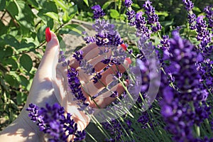 Woman`s hand touching lavender, feeling nature. Growing and caring for French lavender