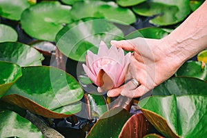 Woman`s hand touching Nymphaea, Egyptian lotus flower on green leaves background. Beautiful pink Lotus in the pond