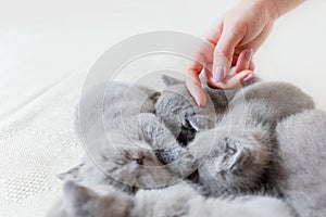 Woman`s hand touching one of sleeping cats. British shorthair.