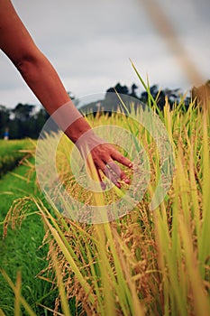 WomanÂ´s Hand Touching Rice on the Rice Field