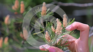 Woman`s hand touching small cones looks like flowers on pine tree branches.