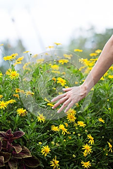 Woman`s hand touching some flowers in the field