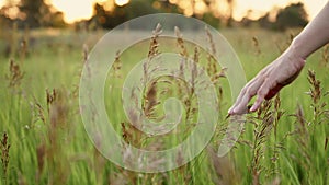 Woman`s hand touching spikelets close-up