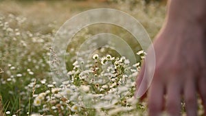 Woman`s hand touching wild flowers