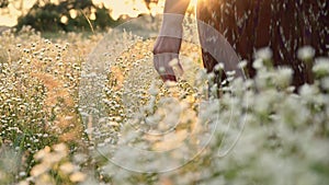 Woman`s hand touching wild flowers