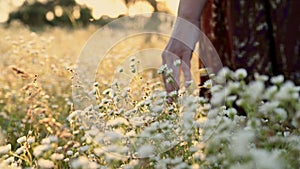 Woman`s hand touching wild flowers