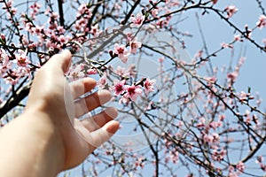 Woman`s hand towards the petals.