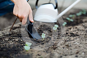 Woman's hand transplanting a small plant with shovel.