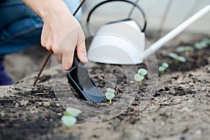 Woman's hand transplanting a small plant with shovel.