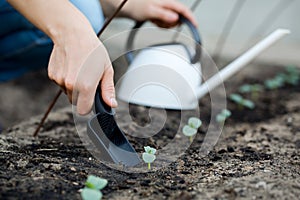 Woman's hand transplanting a small plant with shovel.