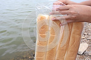 Woman`s hand was unpacking the bread bag to feed the fish in the river With many pets