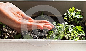 Woman`s hand watering young plant of parsley for growing