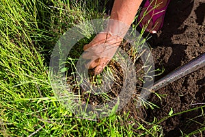 woman's hand weeding the garden