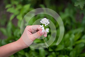 Woman`s hand with a camomile