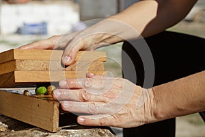 Woman& x27;s hands breaking seasonal olives, on wood.