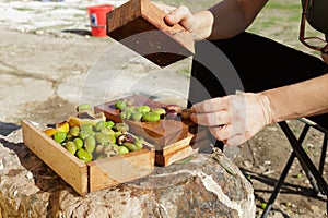 Woman& x27;s hands breaking seasonal olives, on wood.