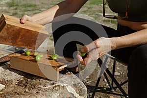 Woman& x27;s hands breaking seasonal olives, on wood.