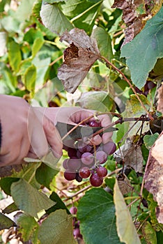 Woman`s hands cut bunches of ripe purple grapes with a knife