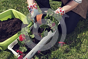 Woman`s hands in gloves planting red pelargonium