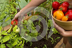 Woman`s hands harvesting fresh organic tomatoes