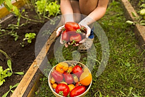 Woman`s hands harvesting fresh organic tomatoes