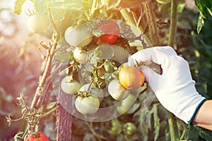 Woman`s hands harvesting fresh organic tomatoes in her garden. Girl in greenhouse picking tomato vegetable