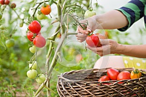 Woman`s hands harvesting fresh organic tomatoes in her garden on a sunny day. Farmer Picking Tomatoes. Vegetable Growing