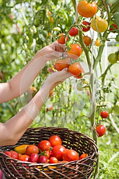 Woman`s hands harvesting fresh organic tomatoes in her garden on a sunny day. Farmer Picking Tomatoes. Vegetable Growing