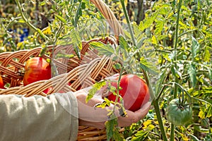 Woman& x27;s hands harvesting fresh organic tomatoes in her garden on a sunny day. Farmer Picking Tomatoes. Vegetable Growing