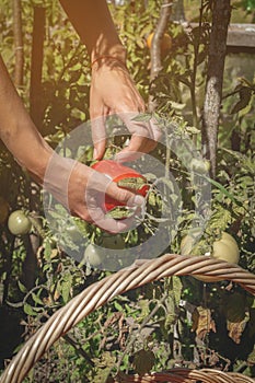 Woman& x27;s hands harvesting fresh organic tomatoes in her garden on a sunny day and folds it into wicker basket.. Farmer is