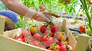 woman's hands harvesting fresh organic tomatoes putting in box,