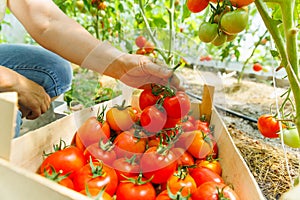 woman& x27;s hands harvesting fresh organic tomatoes putting in box,