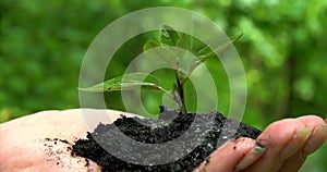 Woman`s hands hold green small plant, water pours on the soil. Close up side view on green background.