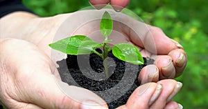 Woman`s hands hold green young plant with ground, man`s hand watering it. Side view on green background.