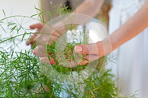 Woman& x27;s hands holding an asparagus plant& x27;s leaves