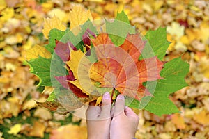 Woman`s hands holding autumn leaves. Beautiful autumn nature.