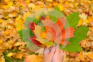 Woman`s hands holding autumn leaves. Beautiful autumn nature.