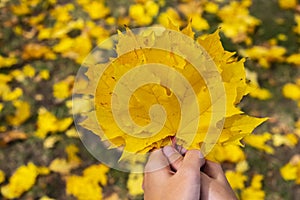 Woman`s hands holding autumn leaves. Beautiful autumn nature. Yellow autumn golden leaves.