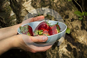 Woman's Hands holding the blue bowl of strawberries