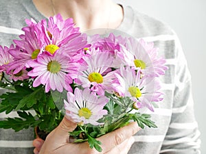 woman& x27;s hands holding a bouquet of colorful Chrysanthemums flowers. mothers day or womens day background. Gift and