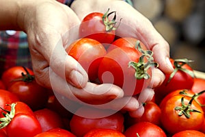 A woman`s hands are holding a box of tomatoes. Close-up girl`s hands with red tomatoes.
