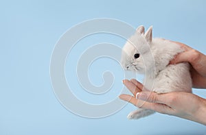 Woman`s hands holding bunny rabbit
