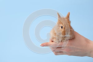 Woman`s hands holding bunny rabbit