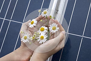 Woman`s hands are holding camomille flower growing through solar panel