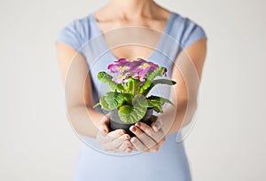 Woman's hands holding flower in pot