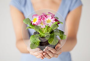 Woman's hands holding flower in soil