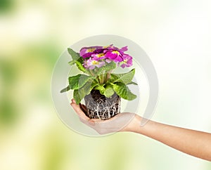 Woman's hands holding flower in soil