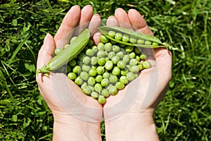 Woman's hands holding green peas