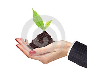 Woman's hands are holding green plant on white background